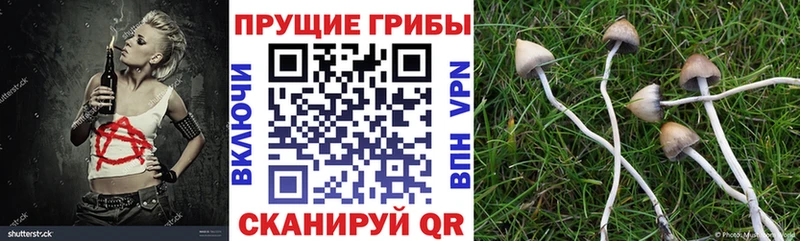 Псилоцибиновые грибы мухоморы  blacksprut tor  Шумиха 